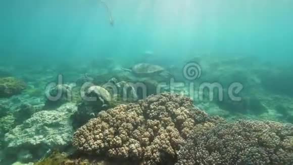 海龟正在珊瑚礁中水下游泳后景视频的预览图