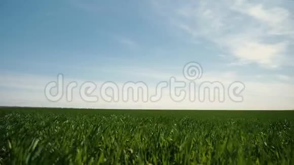 田野上绿草如茵映衬着蓝天有植物的农田农业有机产品视频的预览图