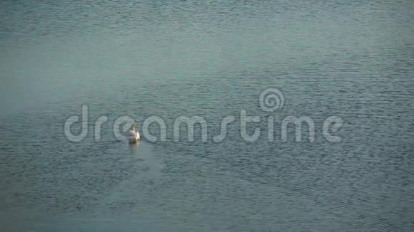 美丽精致的白天鹅漂浮在湖面上视频的预览图
