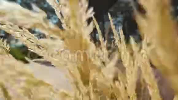 镜头移动通过成熟的黄色麦穗生长在玻璃墙上视频的预览图