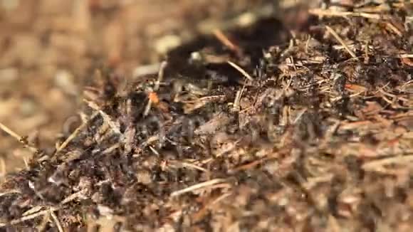 在蚂蚁山上活动视频的预览图