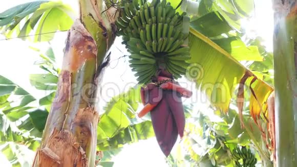 在特内里费香蕉种植园开花的香蕉巨大的红色香蕉花生长在树上的绿色香蕉近景视频的预览图