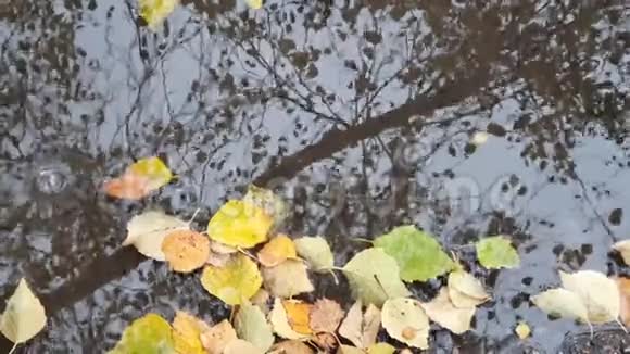 雨后在透明的水坑里落下的明亮的桦树叶反映了秋天的自然视频的预览图