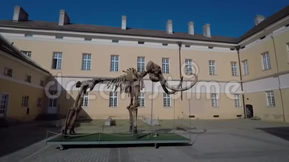 猛犸骨骼史前动物视频的预览图