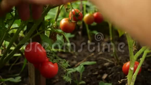农民正在收获新鲜的成熟番茄把绿色的番茄留在植物上成熟男人手摘新鲜西红柿视频的预览图