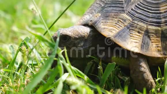 绿草上老海龟的详细景色龟探索自然环境野生动物在它的栖息地慢动作视频的预览图