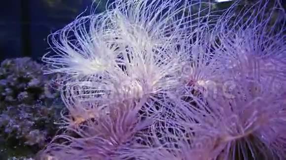 海葵在水下活动视频的预览图