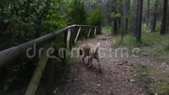 拉布拉多狗正在森林的小径上散步视频的预览图