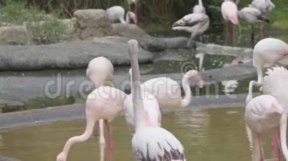一群粉红色的火烈鸟在浅塘里觅食视频的预览图