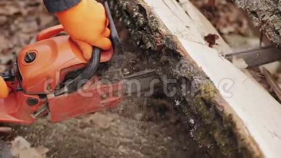 工人用电锯砍倒一棵树干视频的预览图