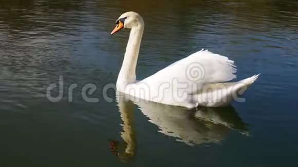 白天鹅和它的倒影漂浮在河上视频的预览图