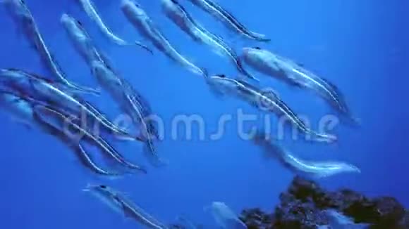 鲶鱼捕捞水下海洋生物视频的预览图