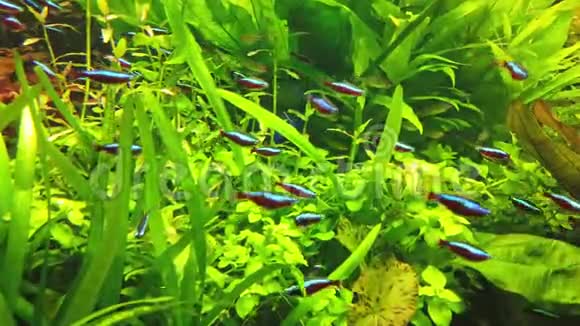 有绿色水下植物的热带鱼类视频的预览图