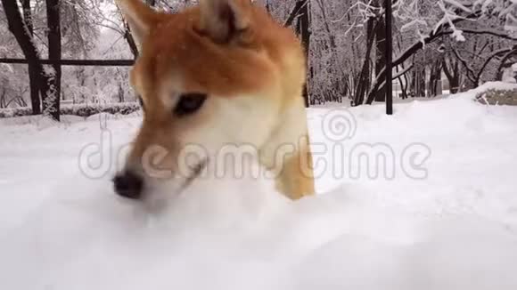 可爱红狗脸孕育石坝依奴嗅着飘来的雪雪下的树木视频的预览图