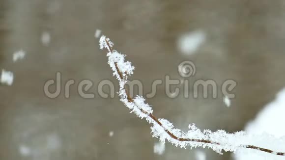 在一条不结冰的小溪的冬天的岸边孤独的树枝上覆盖着晶莹的雪花视频的预览图