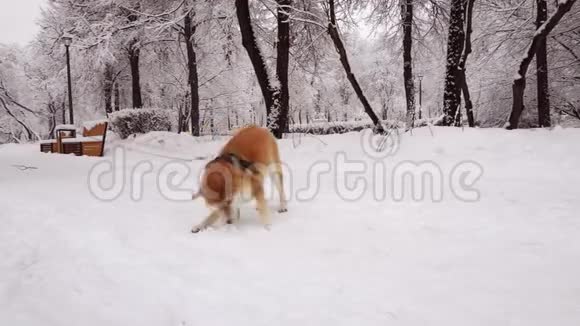 犬种石坝牛有玩雪乐趣冬天雪下的树木视频的预览图