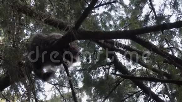 攀缘在松树树枝上的小浣熊视频的预览图