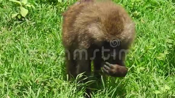 狒狒在草地上吃东西视频的预览图