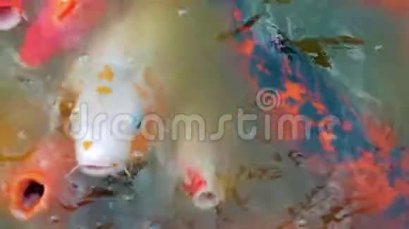 许多五颜六色的金鱼和锦鲤鱼的慢镜头正在池塘里游泳中国园林中的装饰鱼视频的预览图