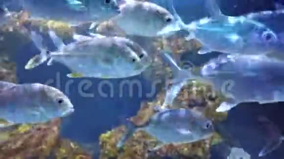 热带马眼杰克鱼视频的预览图