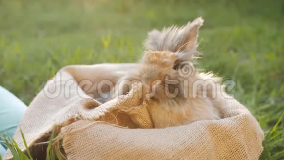 小女孩把染色的装饰蛋放在一个篮子里放在棕色的复活节兔子里视频的预览图