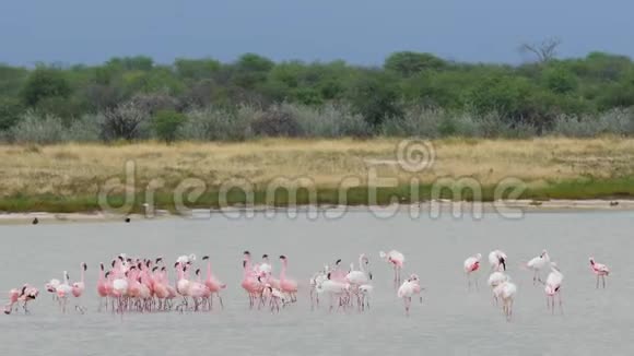 大粉红火烈鸟在纳米比亚的埃托沙国家公园水上左右跳舞视频的预览图