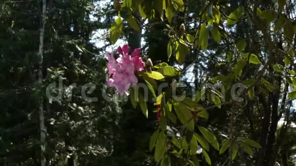 明亮的粉红色杜鹃在微风中吹拂视频的预览图