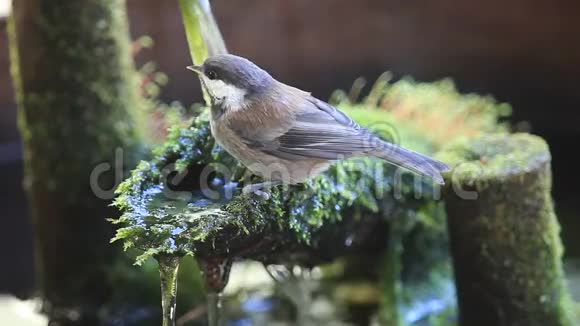 雏鸟在喷泉里洗澡视频的预览图