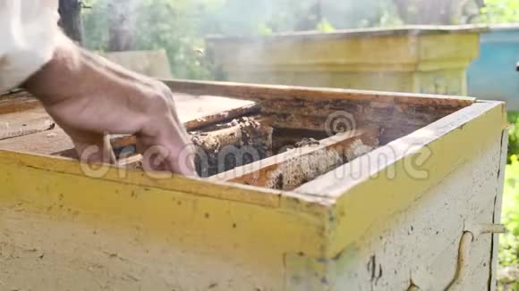 在一家养蜂场采蜜视频的预览图