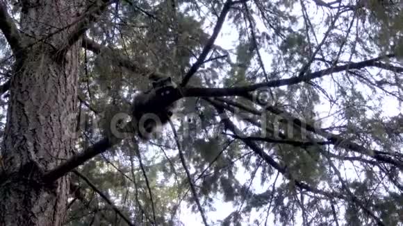 攀缘在松树树枝上的小浣熊视频的预览图