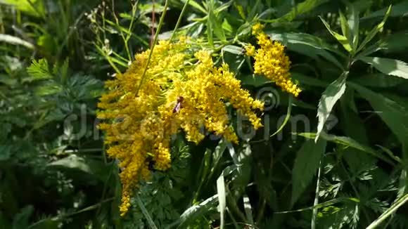 黄色的盛开和蜜蜂自然视频的预览图