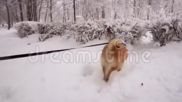 冬天狗穿过积雪穿过灌木丛视频的预览图