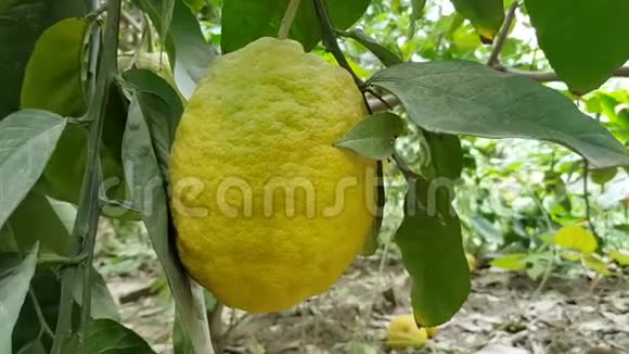新鲜有机柠檬挂在树上视频的预览图