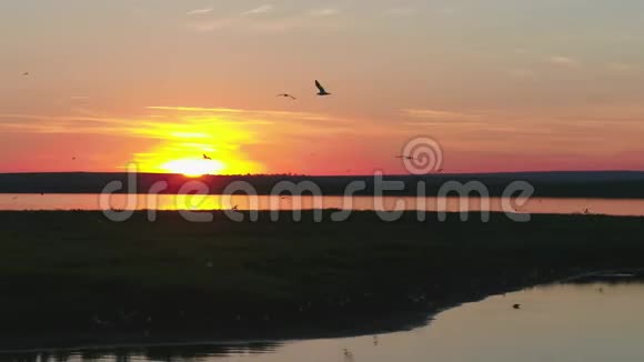 俄罗斯自然保护区鸟岛日落时天空中海鸥飞行鸟瞰视频的预览图