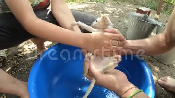双手洗白色小猫跳蚤治疗专用洗发水蓝色塑料盆视频的预览图