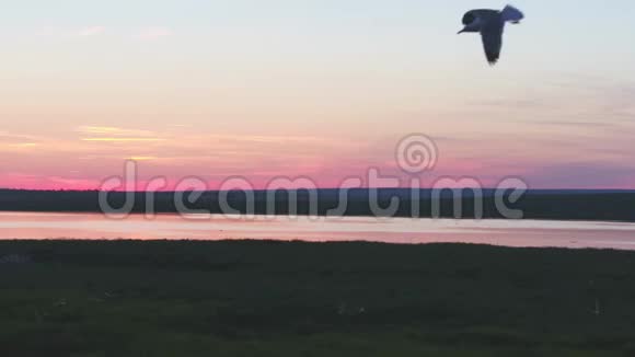 海鸥在日落时分飞翔野岛在河中央俄罗斯上面的视频视频的预览图