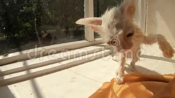 可爱的湿白小猫大耳朵和眼睛在窗台上洗自己的太阳炎热的晴天关闭视频的预览图