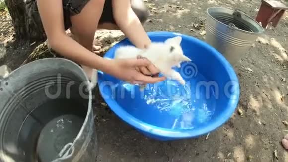 男孩的手把漂亮的白色小猫放在蓝色的塑料盆里用水试着跑上来看视频的预览图