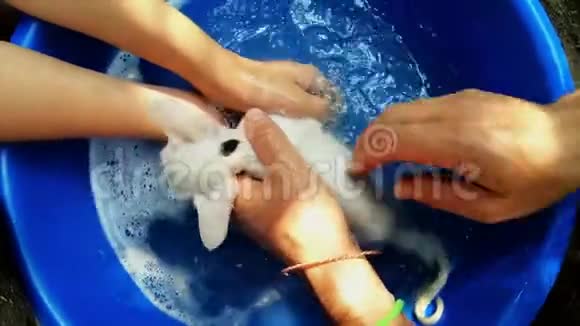 双手洗去白色小猫的泡沫在蓝色塑料盆跳蚤治疗在家里昆虫的头发关闭视频的预览图