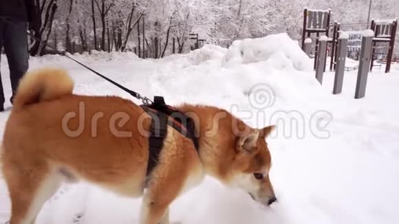 有趣的红狗的石坝伊努品种舔雪从雪堆特写视频的预览图