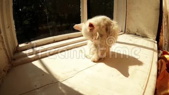 小可爱的小白猫在乡间小屋阳光明媚的夏天的木窗台上细细地舔着自己视频的预览图