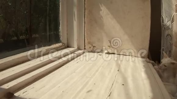 白色的小猫非常有趣尾巴绕着它的轴转从窗台落下阳光明媚的一天视频的预览图