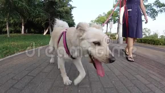 散步时欢快的狗的正面景色女孩用皮带遛狗视频的预览图