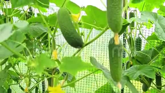 开花的黄瓜黄瓜生长在开花的灌木上新鲜黄瓜生长在户外黄瓜种植园视频的预览图