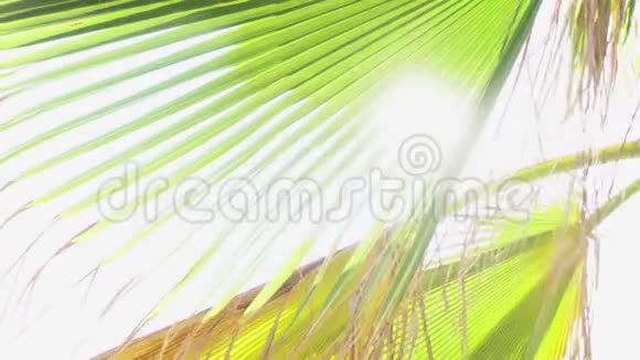 太阳阳光穿过棕榈树的叶子美丽的镜头耀斑效果温暖的晴天是热带视频的预览图