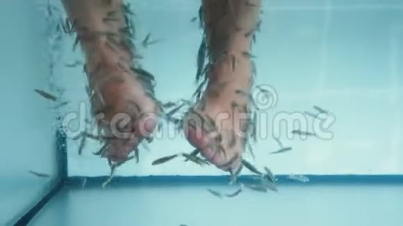 鱼类水疗足疗无法辨认的女性的脚正在接受治疗视频的预览图