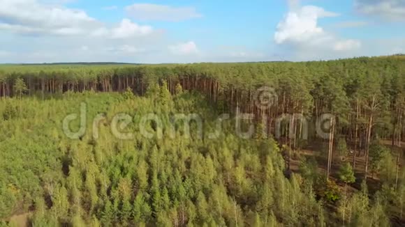 空中彩色森林树梢的无人机射击视频的预览图
