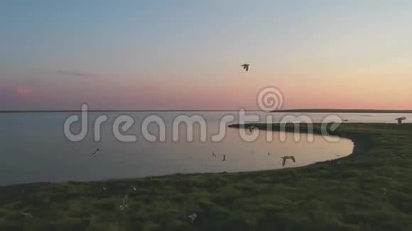 海鸥在飞翔鸟儿在日落时在河上的小岛上盘旋视频的预览图