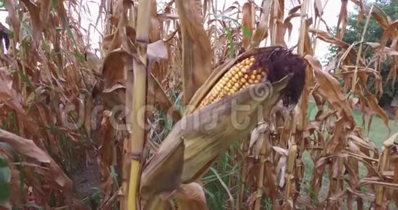 一个小农场上的一块玉米地已经干燥并形成成熟的玉米粒视频的预览图