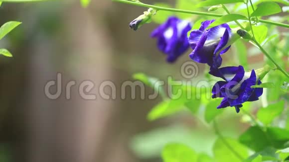 紫蓝色的花蝴蝶的豌豆轻柔的风吹拂着模糊的绿色自然背景视频的预览图